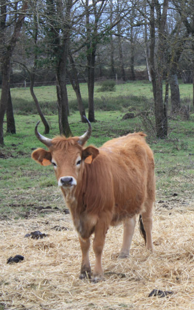 Vaca nunha explotación gandeira
